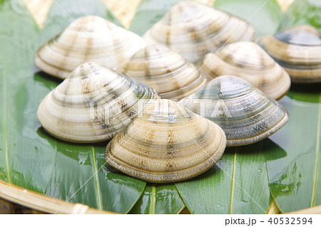 小玉貝　こだまがい　食材 40532594