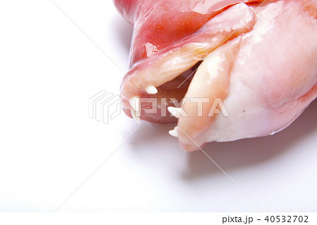 コブダイ　食材 40532702