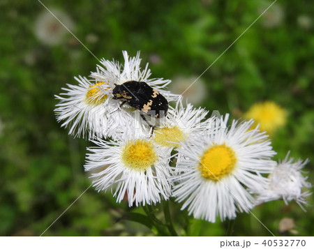 全身が黒色で茶白色紋がある「クロハナムグリ」：ヒメジョンの花粉を食べに来た個体 40532770