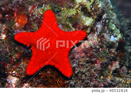 ヒトデ　沖縄の海 40532816