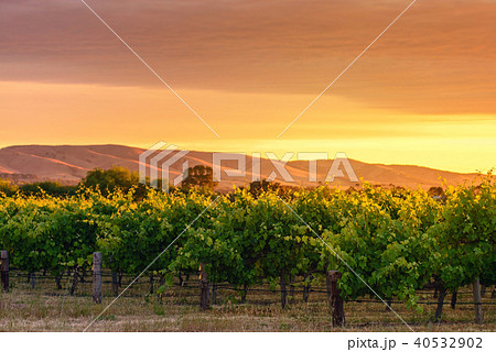 McLaren Vale wine valley McLaren Vale wine valley 40532902