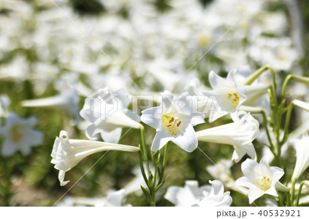 テッポウユリの花 40532921