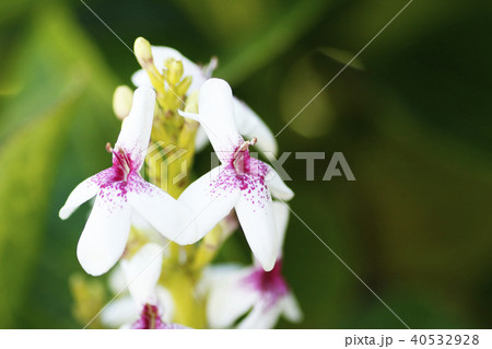 ニセエランセマムの花 ニセエランセマムの花 40532928