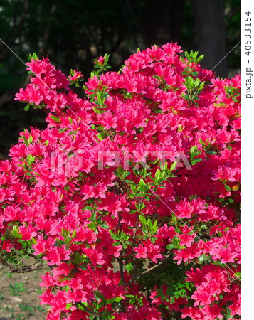 鮮やかに咲くツツジ 40533154