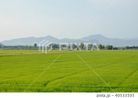 paddy field and mountain background in Thailand  40533505