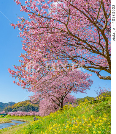 南伊豆 青野川沿いの河津桜と菜の花の写真素材