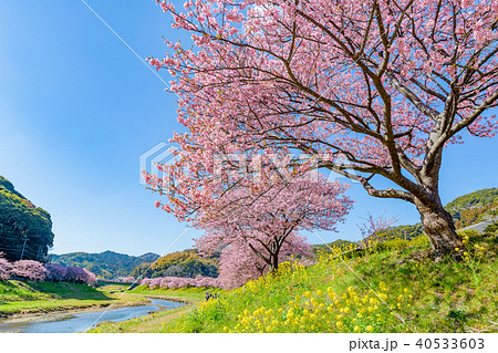 南伊豆 青野川沿いの河津桜と菜の花の写真素材