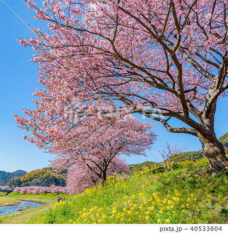 南伊豆　青野川沿いの河津桜と菜の花 40533604