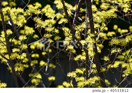 花後のサンシュユが綺麗だった・・1 40533812