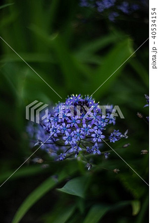 Flower Flower 40534154