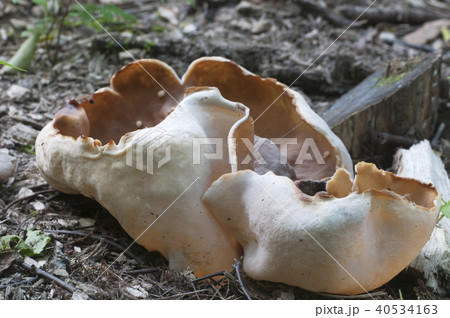 Peziza repanda Peziza repanda 40534163
