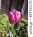 チューリップ 40534170