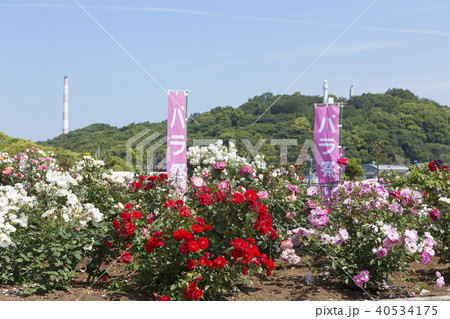 荒尾市　おもやい市民花壇　バラの花、 40534175