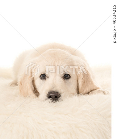 Cute blond golden retriever puppy lying down facin Cute blond golden retriever puppy lying down facin 40534215
