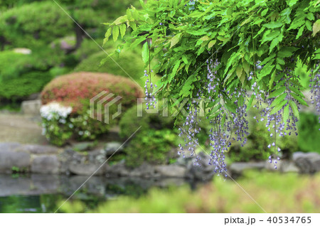 新緑　自然 40534765