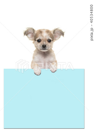 Chihuahua puppy dog holding a blue paper board Chihuahua puppy dog holding a blue paper board 40534800