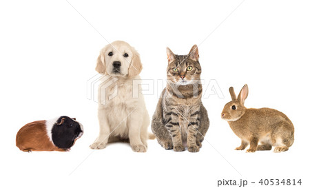 Group of four common pets 40534814