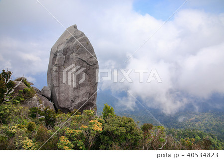 春の屋久島 世界自然遺産登録地域 太忠岳山頂 天柱石 春の屋久島 世界自然遺産登録地域 太忠岳山頂 天柱石 40534823