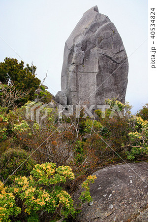 春の屋久島　世界自然遺産登録地域　太忠岳山頂　天柱石　 40534824