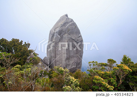 春の屋久島　世界自然遺産登録地域　太忠岳山頂　天柱石　 40534825