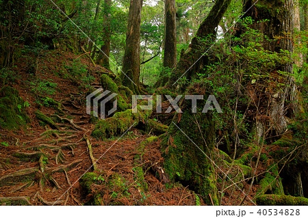 春の屋久島　苔むした太忠岳歩道　 40534828