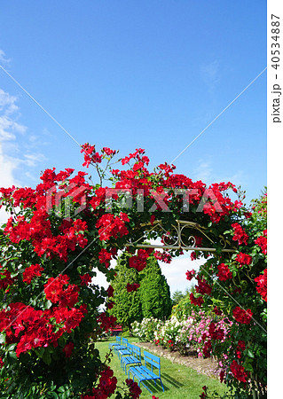 アーチを彩る鮮やかな赤いバラの写真素材