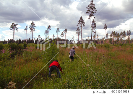 雲 松 空 40534993