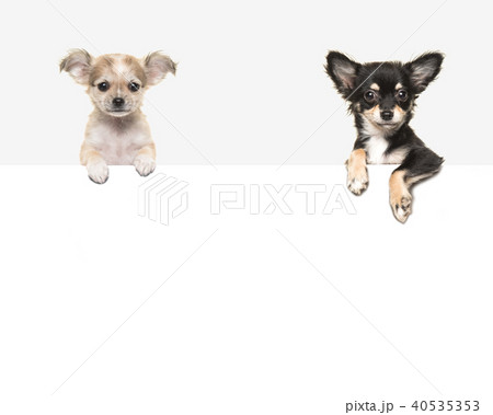 Cute chihuahua dogs hanging over a white paper Cute chihuahua dogs hanging over a white paper 40535353