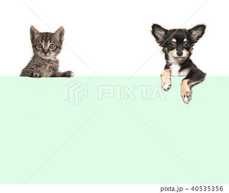Chihuahua dog and baby cat holding green paper 40535356