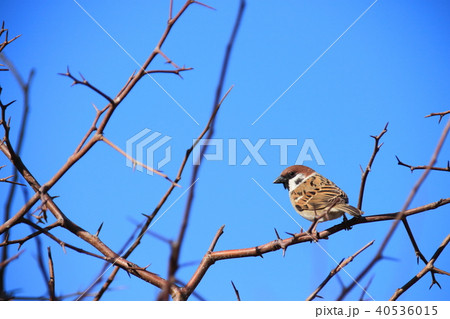 スズメ　スズメ目スズメ科スズメ属 40536015