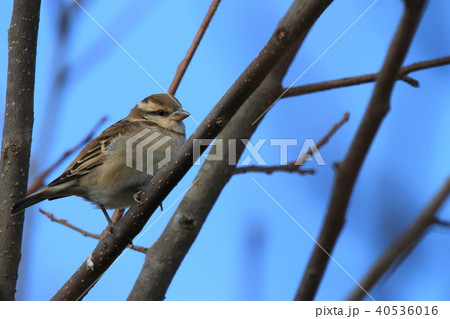 ニュウナイスズメ　スズメ目スズメ科スズメ属 40536016