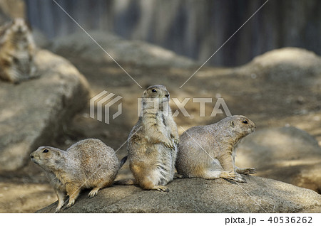 オグロプレーリードッグ 40536262