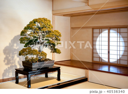 Juniper Bonsai at Omiya Bonsai Museum, Saitama 40536340