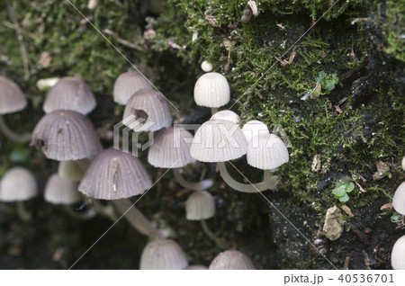 Mushrooms (Coprinus disseminatus) 40536701