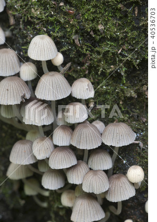 Mushrooms (Coprinus disseminatus) Mushrooms (Coprinus disseminatus) 40536703