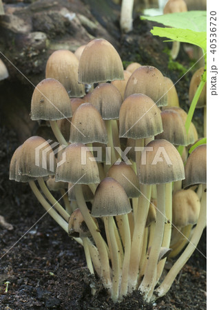 Coprinus micaceus mushroom Coprinus micaceus mushroom 40536720