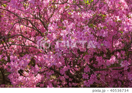 ツツジ ツツジ 40536734