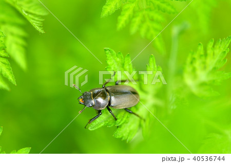 コクワガタ　メス 40536744