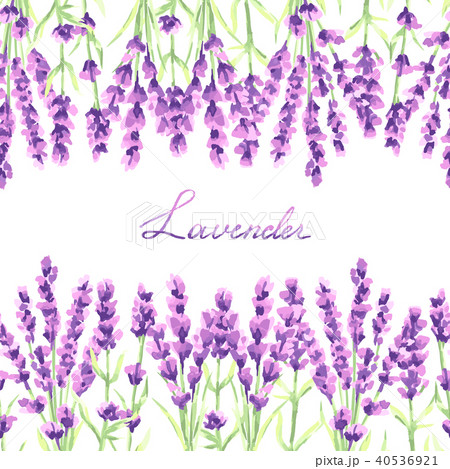 Lavender flowers seamless pattern. 40536921