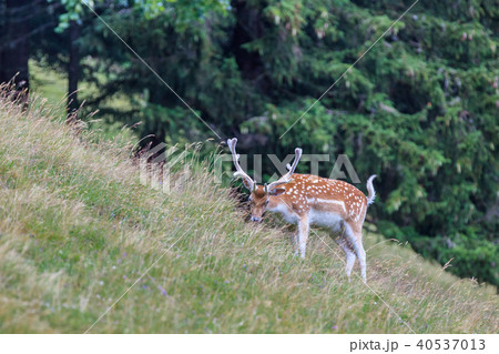 fallow deer in grass. Parc de Merlet, France 40537013