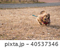 犬　散歩 40537346