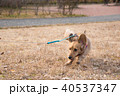 犬　散歩 40537347