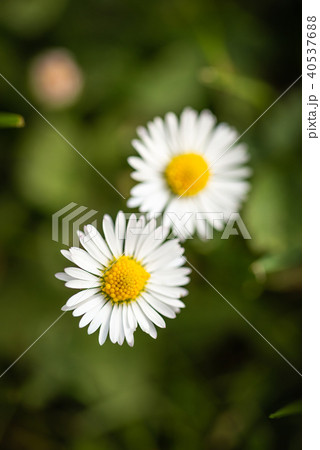 Top view on two daisies which grow in a lawn 40537688