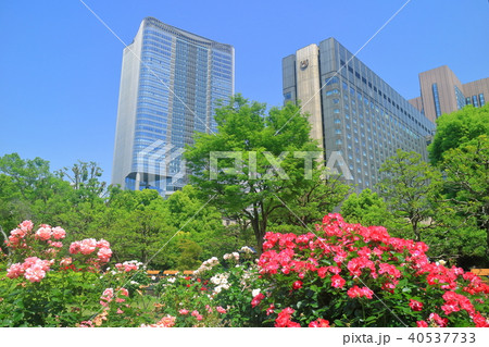 東京ミッドタウン日比谷と薔薇 東京ミッドタウン日比谷と薔薇 40537733