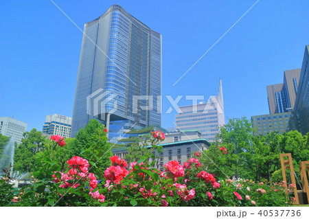 東京ミッドタウン日比谷と薔薇 40537736