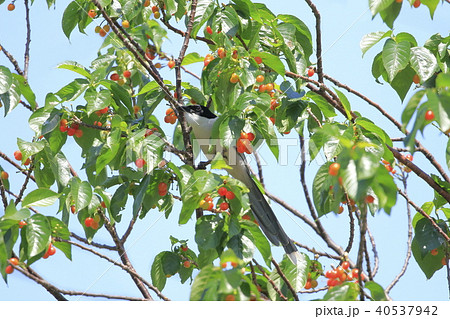 サクランボの木の上のオナガ 40537942
