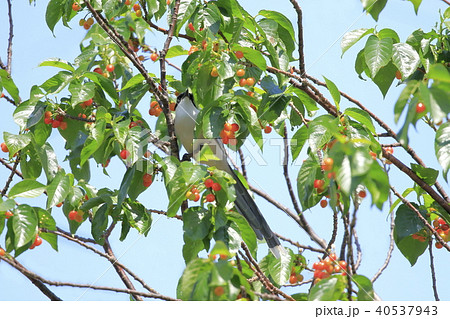サクランボの木の上のオナガ サクランボの木の上のオナガ 40537943