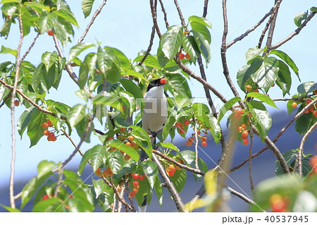 サクランボの木の上のオナガ サクランボの木の上のオナガ 40537945