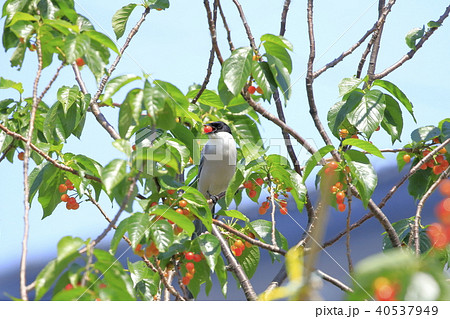 サクランボの木の上のオナガ サクランボの木の上のオナガ 40537949