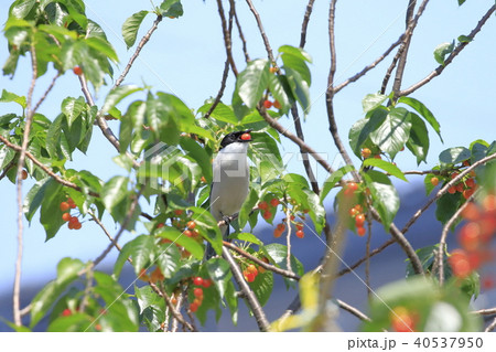サクランボの木の上のオナガ 40537950